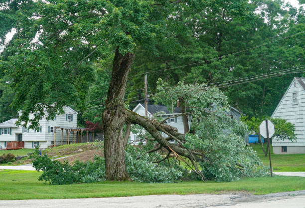 The Steps Involved in Our Tree Care Process in Barnwell, SC